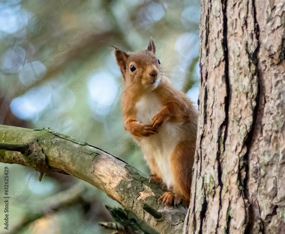 Shallow focus shot red squirrel sitting on a tree branch looking for a food Shallow focus shot red squirrel sitting on a tree branch looking for a food