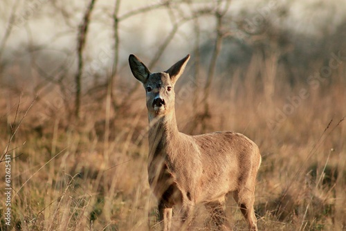 Beautiful Roe deer (Capreolus capreolus) standing in the field on a sunny blurred background