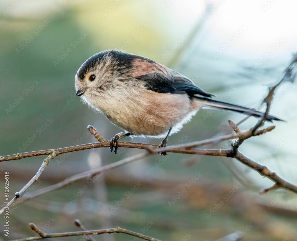 Obraz premium Close-up of a long-tailed tit (Aegithalos caudatus) perched on a tree