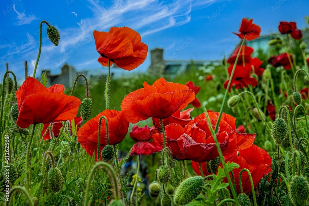 Obraz premium Closeup of a field of red Common poppies flowers with green grass under blue sky