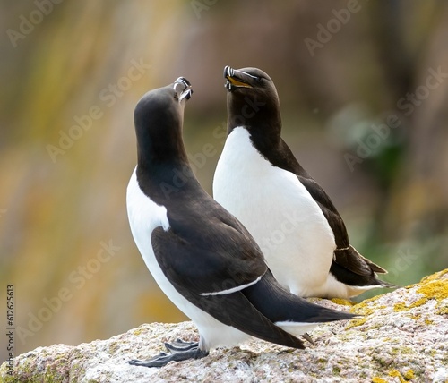 Photography Shallow focus shot of couple of razorbill birds standing on rock with blur backg
