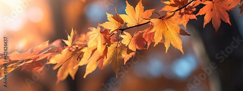 a photo showing the colors of the maple tree foliage, in the style of shallow depth of field, golden light, background