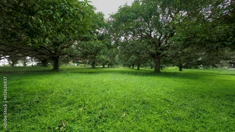 Drone moving ahead in a beautiful green environment with short grass and leafy trees Drone moving ahead in a beautiful green environment with short grass and leafy trees