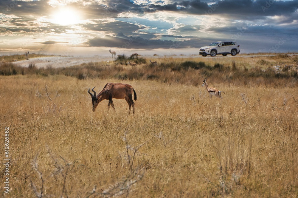 Naklejka premium Closeup shot of a red hartebeest grazing in the forest