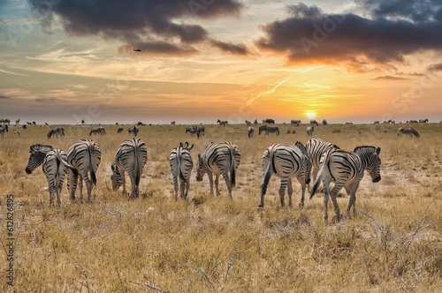 Closeup shot of beautiful zebras grazing in the field
