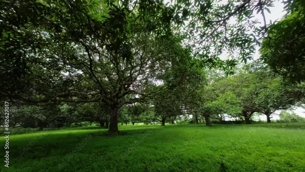 Drone moving ahead in a beautiful green environment with short grass and leafy trees Drone moving ahead in a beautiful green environment with short grass and leafy trees