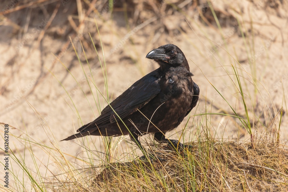 Fototapeta premium Close-up shot of a black crow sitting on the ground on a shore