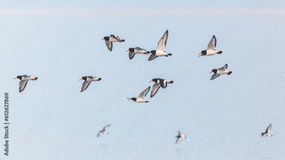 Closeup of Oystercatchers flying over the water