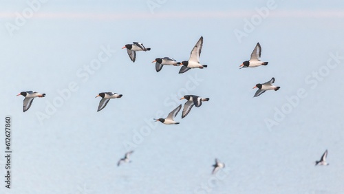 Closeup of Oystercatchers flying over the water