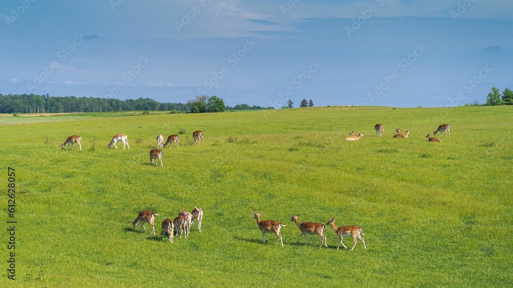 Aerial view of group of adorable European fallow deer grazing in lush green meadow