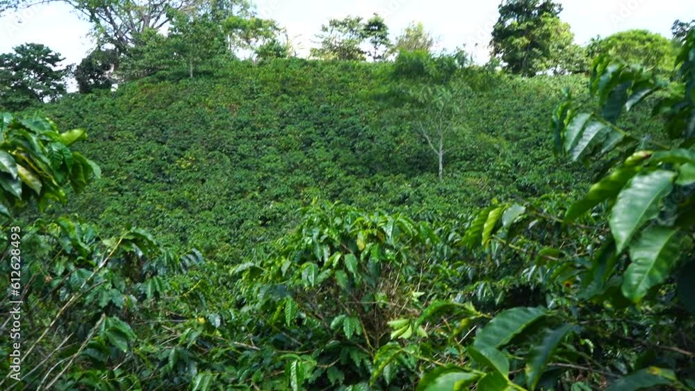 café colombiano. café colombiano.