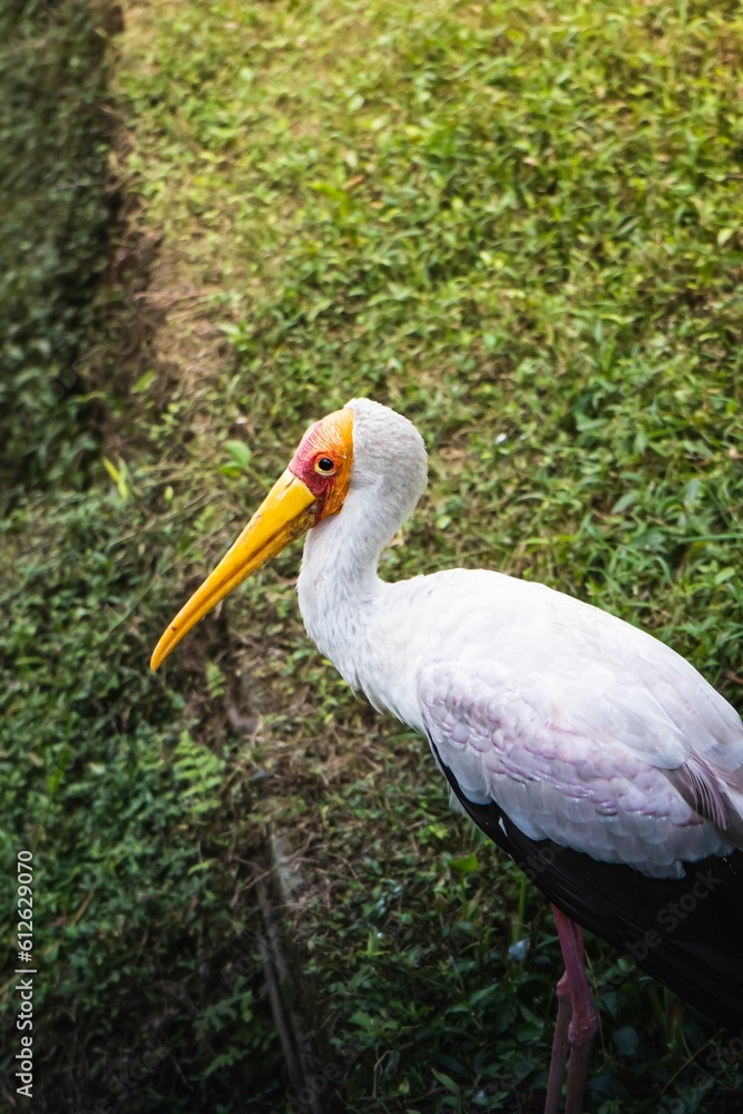 Fototapeta premium Vertical high angle shot of a Yellow-billed stork standing on a grass field