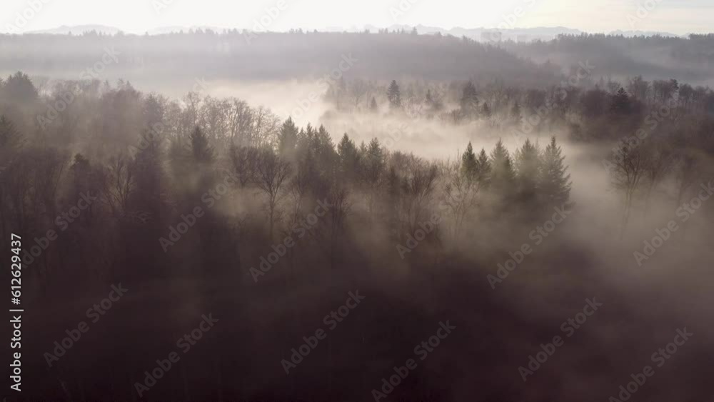 Aerial movement around forest with dense trees Aerial movement around forest with dense trees
