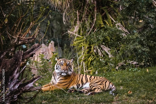 Beautiful tiger laying on grass in a safari