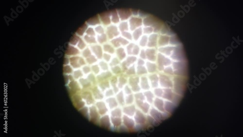 Microscopic photography of the biological objects