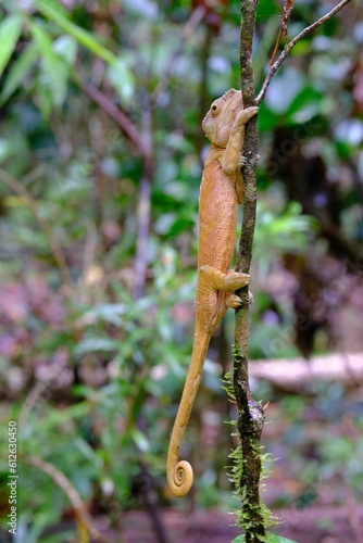 Vertical closeup shot of a Knysna dwarf chameleon on a tree branch photo