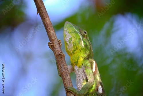 Closeup shot of a Labord's chameleon on a tree branch on a sunny day photo