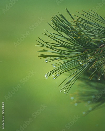 Vertical closeup of Pinus peuce branch with green blurred background photo