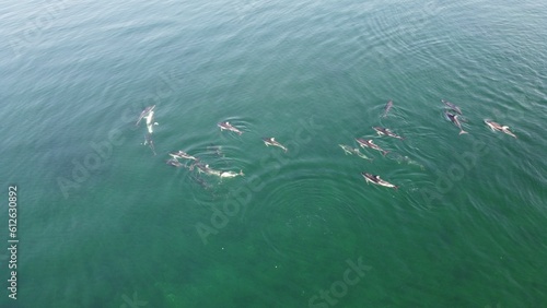 Beautiful shot of dolphins in the water