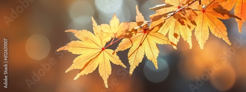 a photo showing the colors of the maple tree foliage, in the style of shallow depth of field, golden light, background