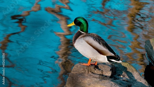 Duck perching on rock