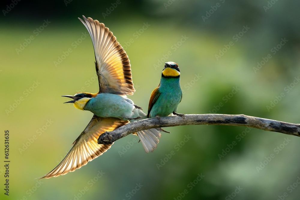 Obraz premium Selective focus of two chestnut-headed bee-eaters perched on a tree branch, green blurred background