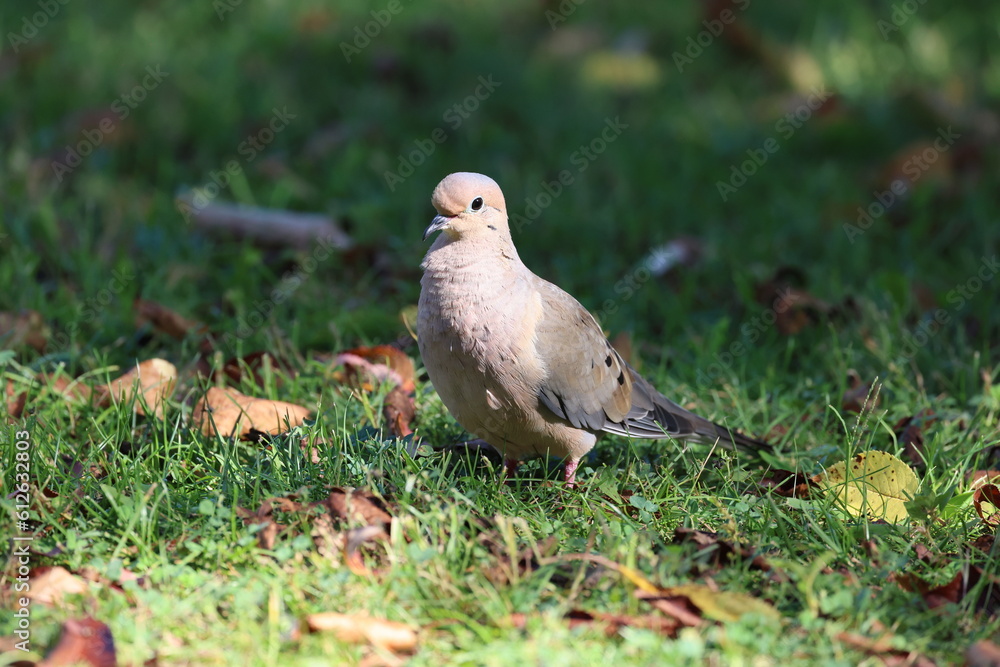 Closeup of a common pigeon walking on the grass Closeup of a common pigeon walking on the grass