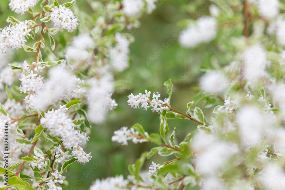 The scent of white flowers is very strong and nice, and the leaf pattern is colorful Ligustrum sinense Variegatum. border privet, Amur privet, Ligustrum obtusifolium The scent of white flowers is very strong and nice, and the leaf pattern is colorful Ligustrum sinense Variegatum. border privet, Amur privet, Ligustrum obtusifolium