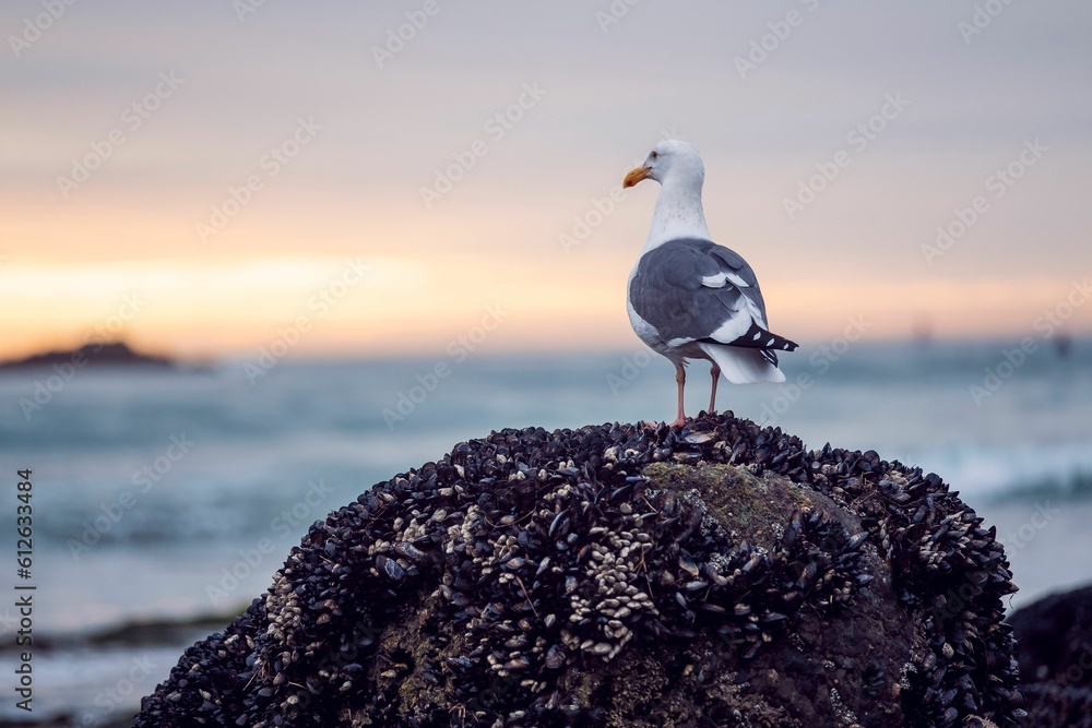 Seagull perched atop an inverted rock formation near a seascape - obrazy, fototapety, plakaty 