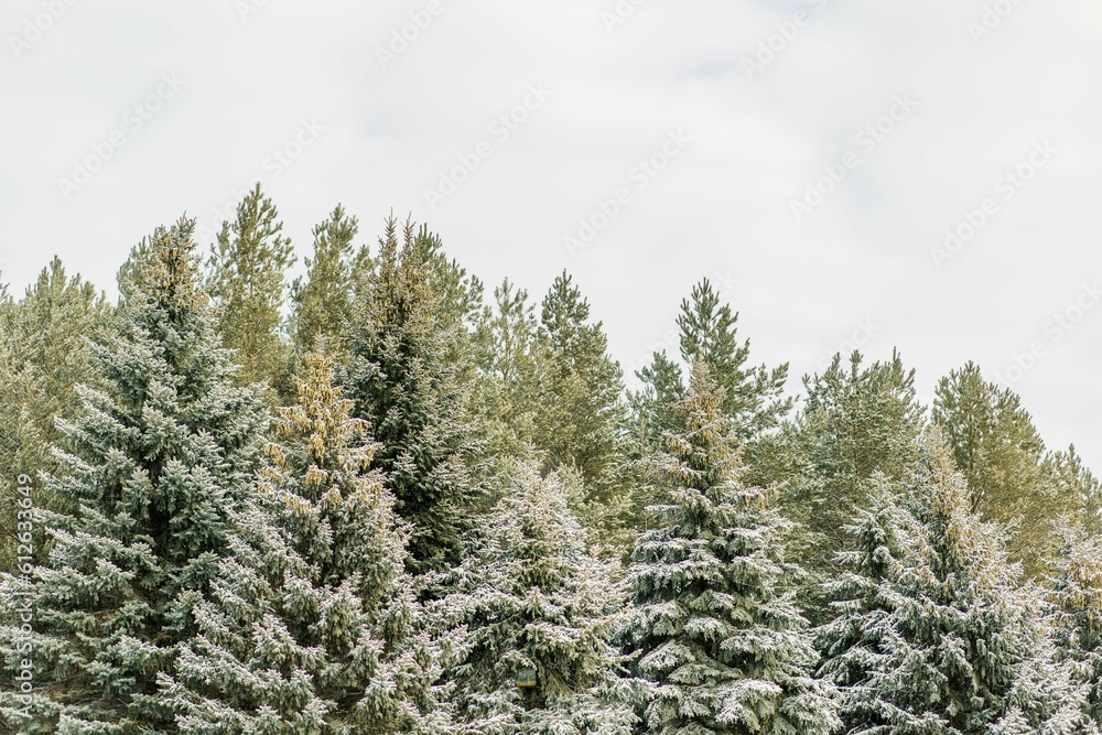 Green pine trees under a cloudy sky Green pine trees under a cloudy sky