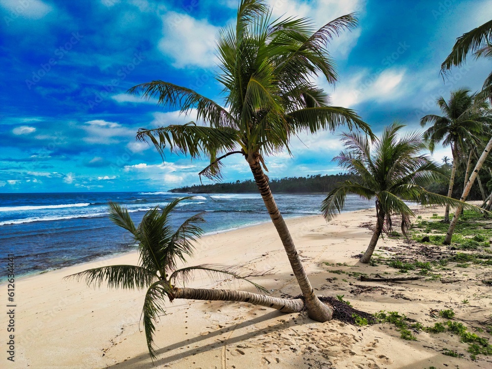 palm trees leaning over the sand at a beach on a sunny day palm trees leaning over the sand at a beach on a sunny day