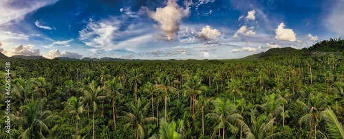 Panoramic shot of lush green foliage  trees  and a bright blue sky with fluffy white clouds.
