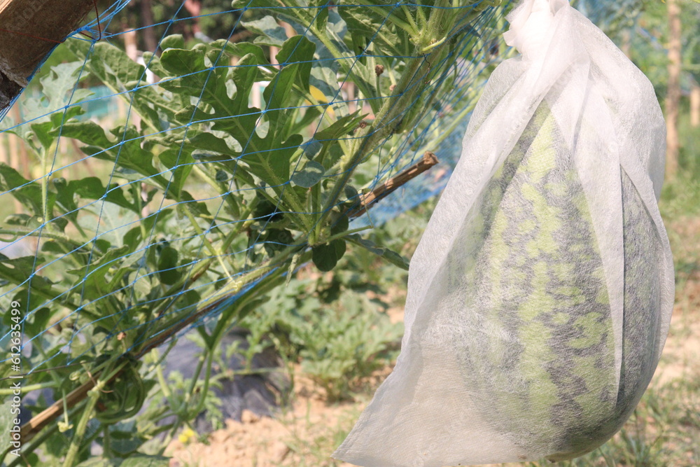 watermelon on tree in farm