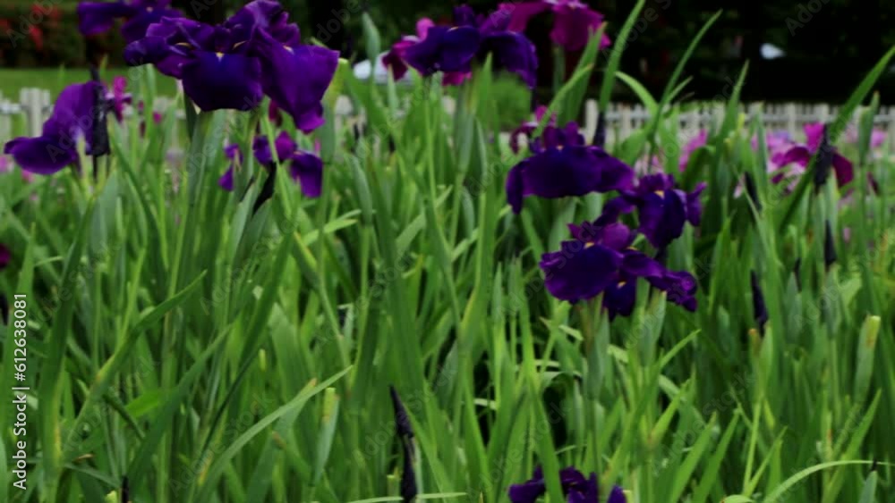 夏風に揺れる紫の花菖蒲 pan 16sec