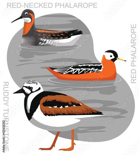 Cute Bird Phalarope Turnstone Set Cartoon Vector
