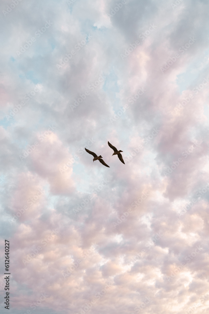 Birds at Newport Pier at Sunset Birds at Newport Pier at Sunset