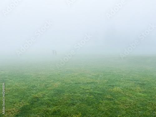 green grassland with fog