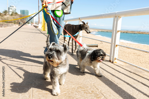 Dog walker by the seawalk photo