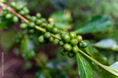 Green coffee beans plantation. Costa Rica