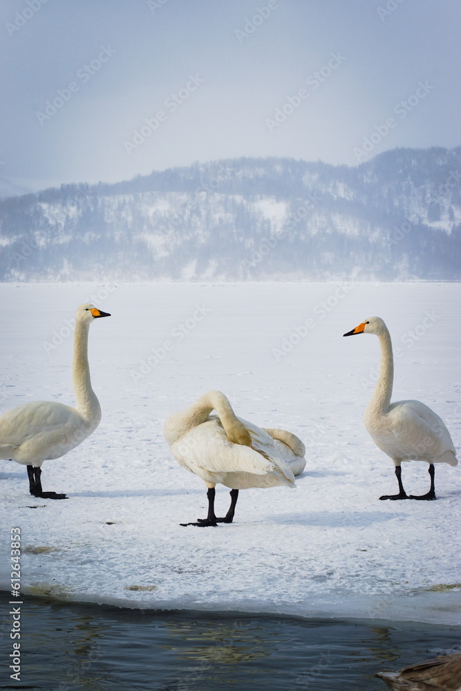Obraz premium Hokkaido Geese
