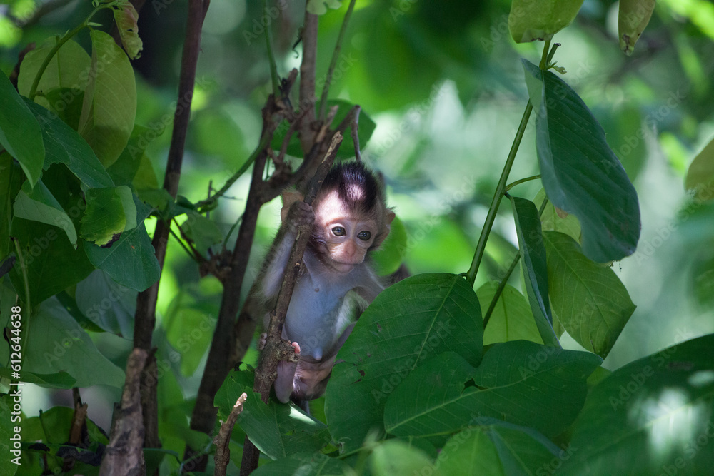 Fototapeta premium 可愛いサル 