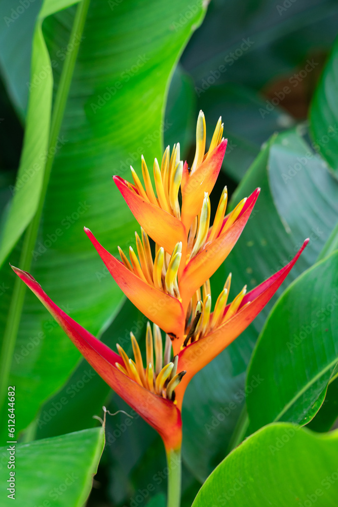 Tropical Flower Blossom In Green Leaves Background Tropical Flower Blossom In Green Leaves Background