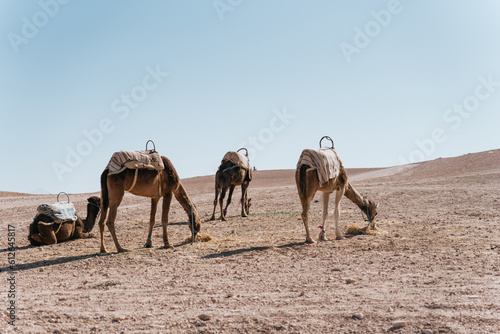 Group of domesticated camels in the wild photo