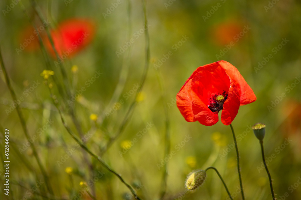 Fototapeta premium Red poppies in green meadow during sunny day