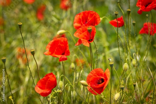 Red poppies in green meadow  during sunny day