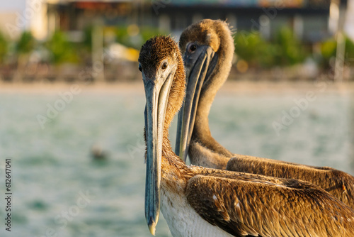 Pelicans on the beach. photo