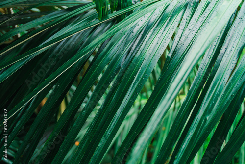 Close up of lush green palm tree leaf photo