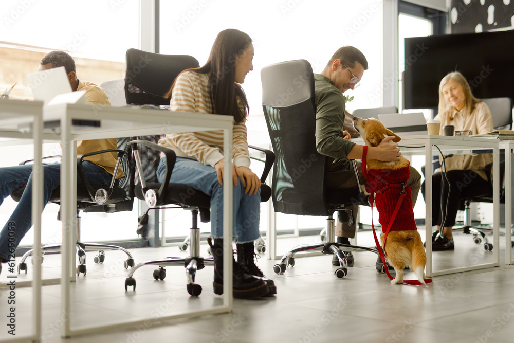 Modern workspace furry office companion Modern workspace furry office companion