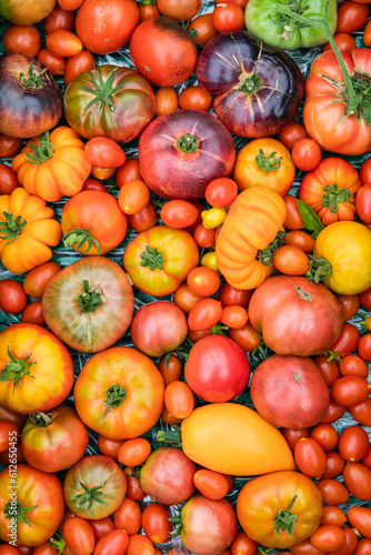 Assortment of ripe tomatoes varieties 