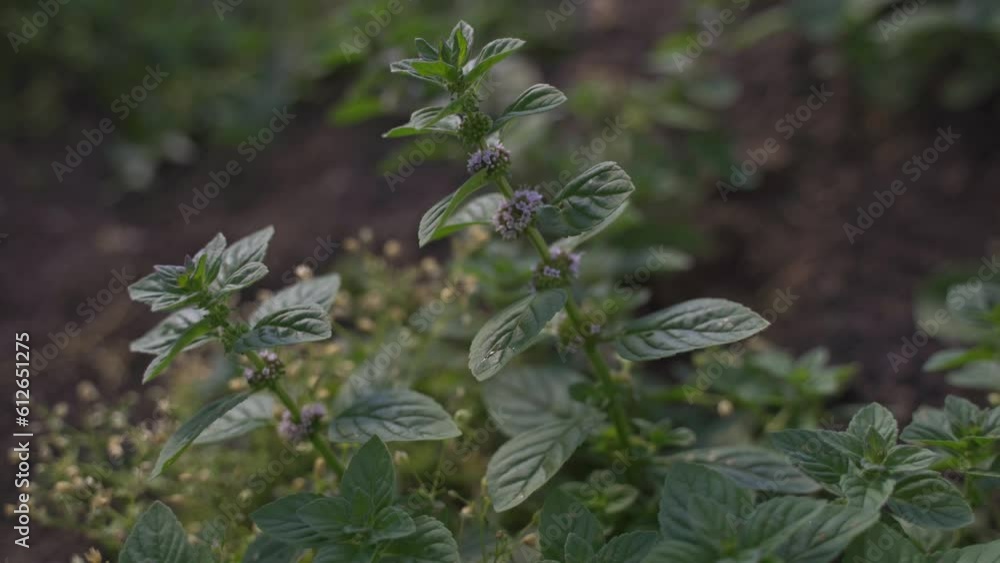 Branches of peppermint growing in the ground, developing in the wind. Spice for a healthy diet, for tea. Green mint leaves growing on a farm. High quality 4k footage Branches of peppermint growing in the ground, developing in the wind. Spice for a healthy diet, for tea. Green mint leaves growing on a farm. High quality 4k footage